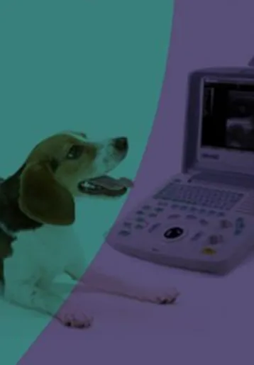 Animaníacos Veterinária