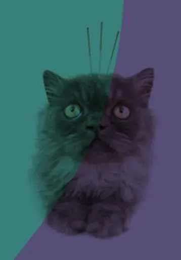 Animaníacos Veterinária