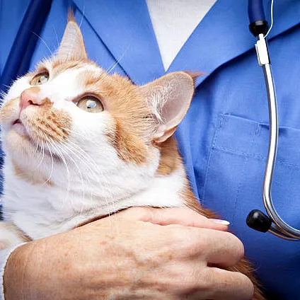 Castração de gato em Florianópolis