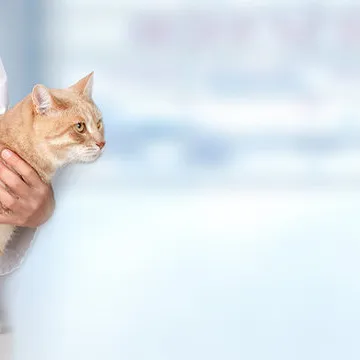Cirurgia geral veterinária