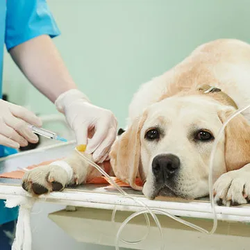 Imagem ilustrativa de Clínica veterinária