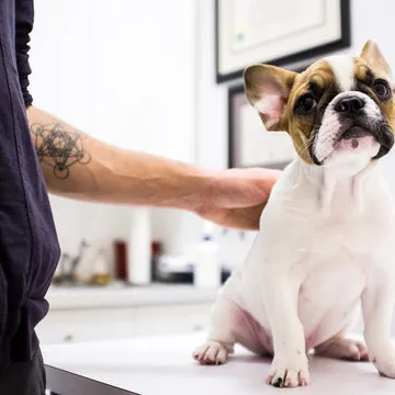 Imagem ilustrativa de Clínica veterinária perto de mim
