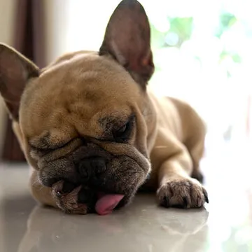 Dermatologista para cães