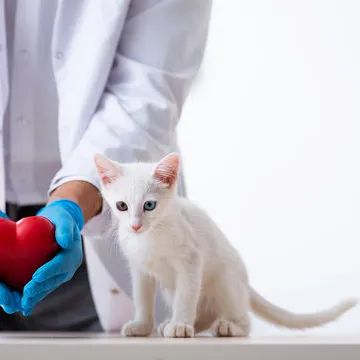 Dermatologista pet