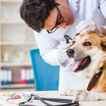 Internação veterinária valor​ em Santa Catarina