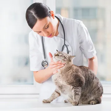Médico veterinário especialista em gastroenterologia em Florianópolis