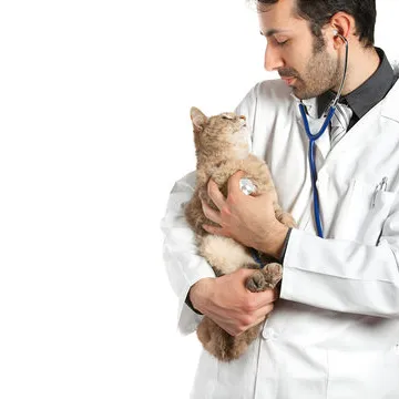 Médico veterinário especialista em gastroenterologia em Florianópolis