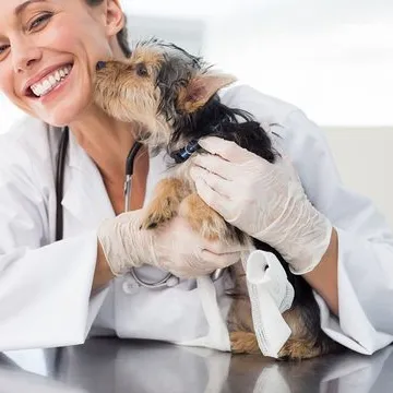 Médico veterinário especialista em gastroenterologia em Florianópolis