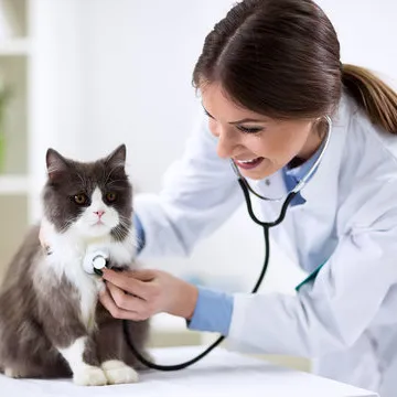Médico veterinário especialista em gastroenterologia em Florianópolis
