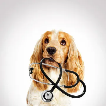 Médico veterinário especialista em gastroenterologia em Florianópolis