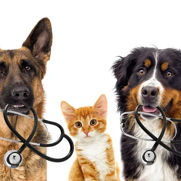 Médico veterinário especialista em gastroenterologia em Florianópolis