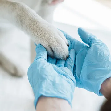 Médico veterinário especialista em gastroenterologia em Florianópolis