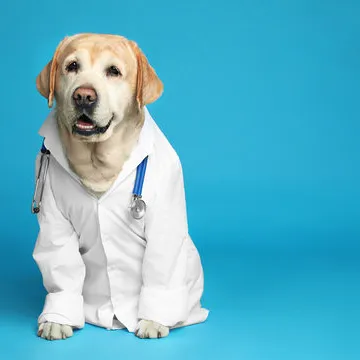 Veterinária especialista em pele de cachorro