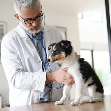 Veterinária especialista em pele de cachorro