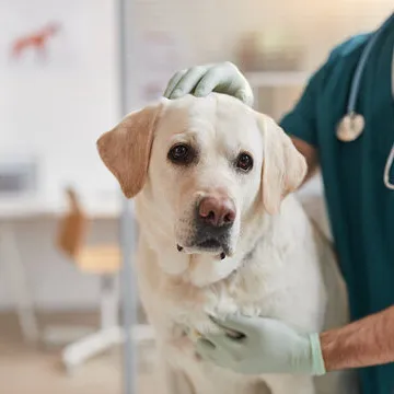 Veterinária especialista em pele de cachorro