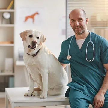 Veterinária especialista em pele de cachorro