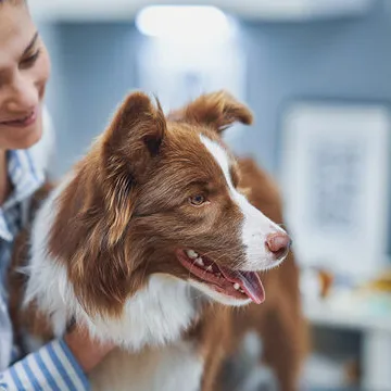 Veterinária especialista em pele de cachorro