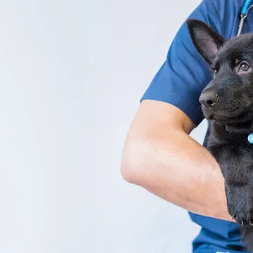 Veterinária especialista em pele de cachorro
